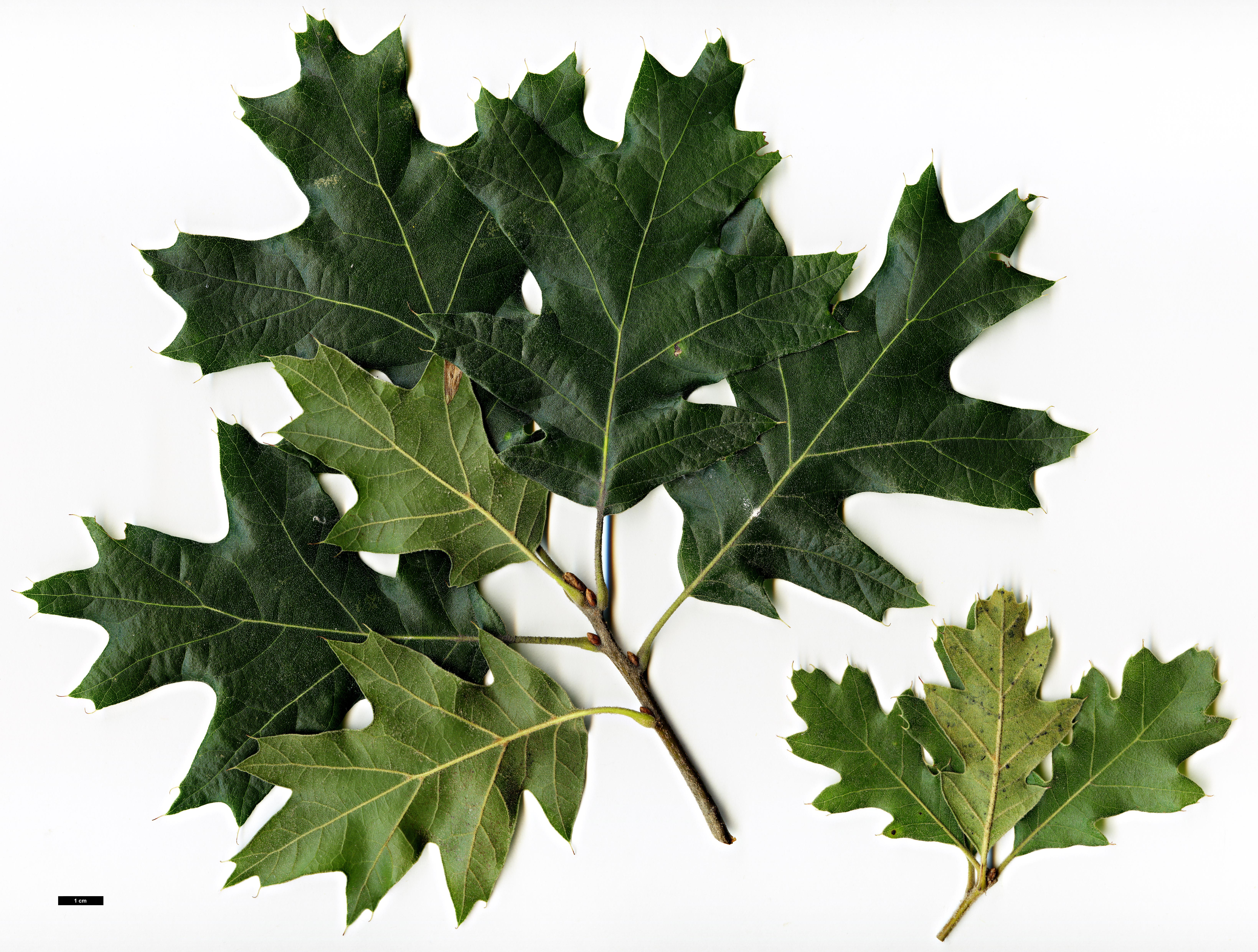 High resolution image: Family: Fagaceae - Genus: Quercus - Taxon: ×rehderi (Q.ilicifolia × Q.velutina)